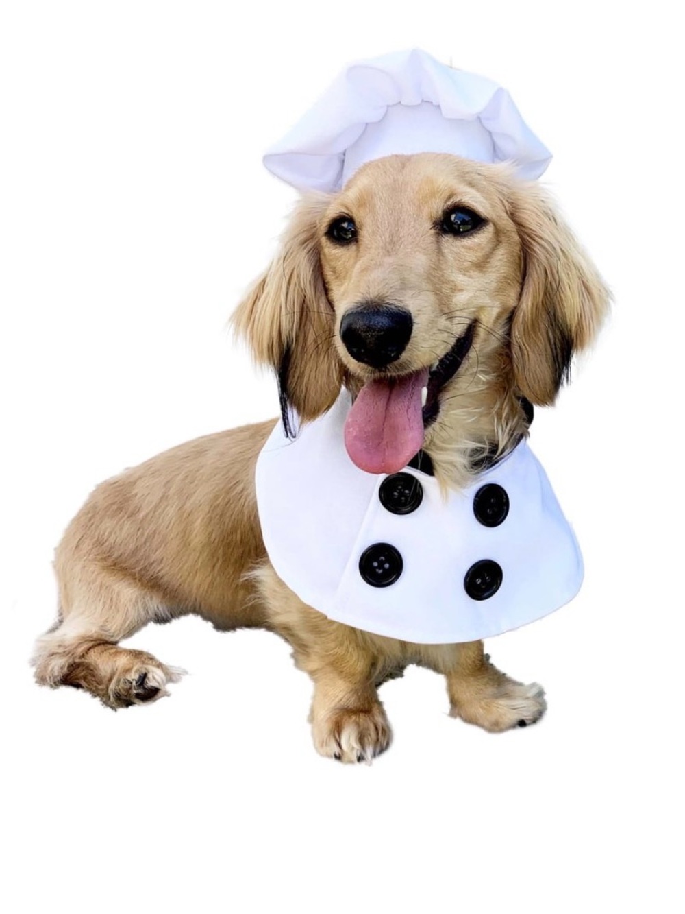PET KREWE White Chef Dog Costume
